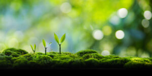 成長,ビジネス,植物,樹木,新しい,苗,葉,小さい,原動力,緑色,自然,コンセプト,